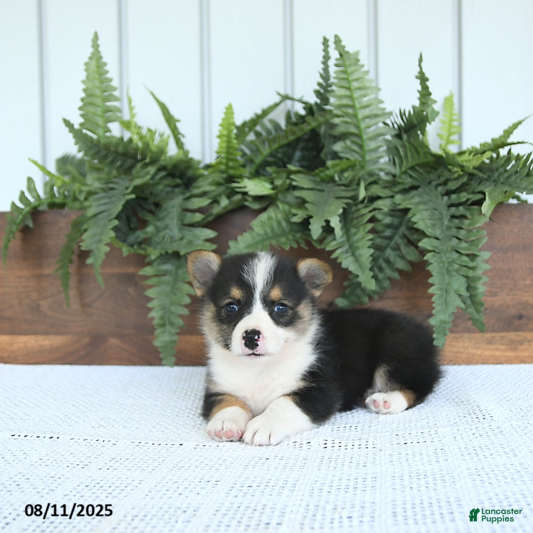 Welsh Corgi Pembroke dogs for sale: Miley - Image 5