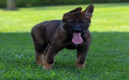 German Shepherd dogs for sale: Freya - Image 6
