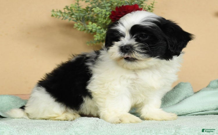 Teddy Bear dogs for sale - Ad 2