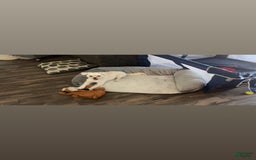 Maltipoo dogs for sale: Ghost - Image 3