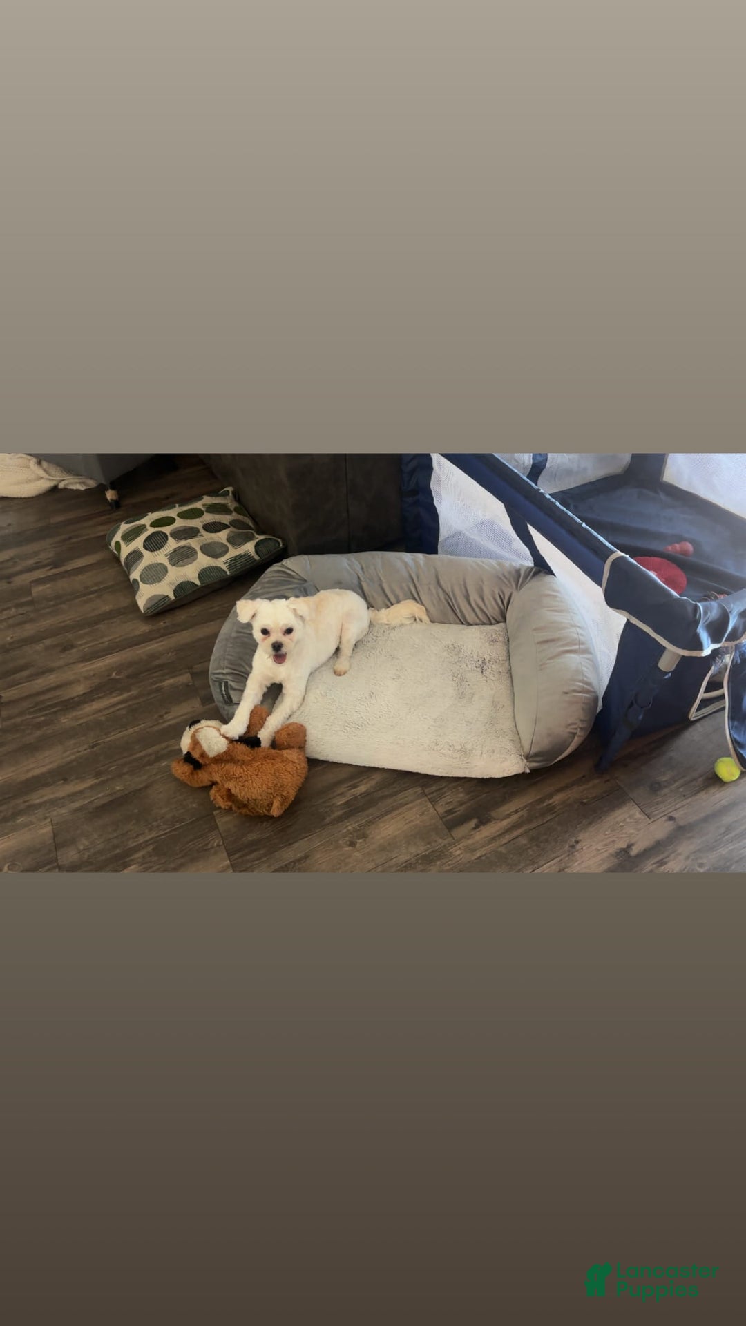 Maltipoo dogs for sale: Ghost - Image 3