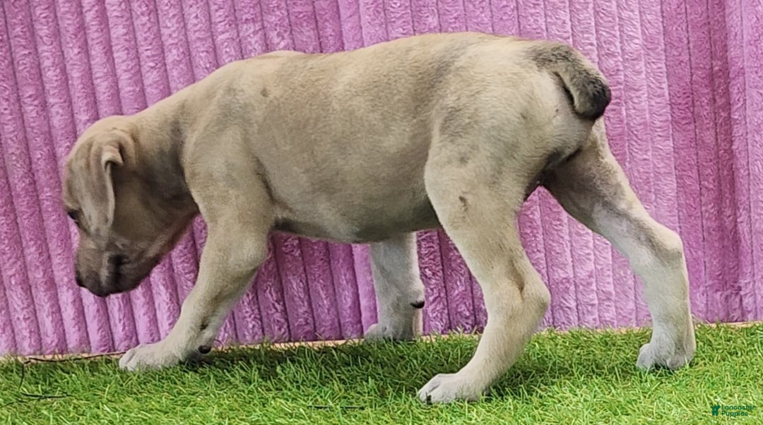 Catahoula Leopard Dog dogs for sale: Duchess 2025 Female 2 - Image 7