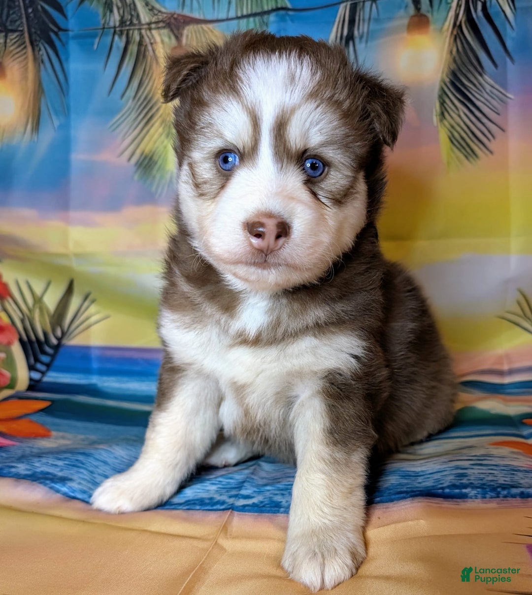 Pomsky dogs for sale: Hank - Image 3