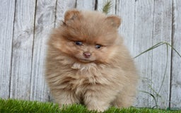 Pomeranian dogs for sale: Pico - Image 1