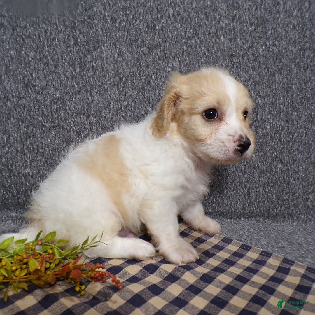 Cavachon dogs for sale: Jordan - Image 2