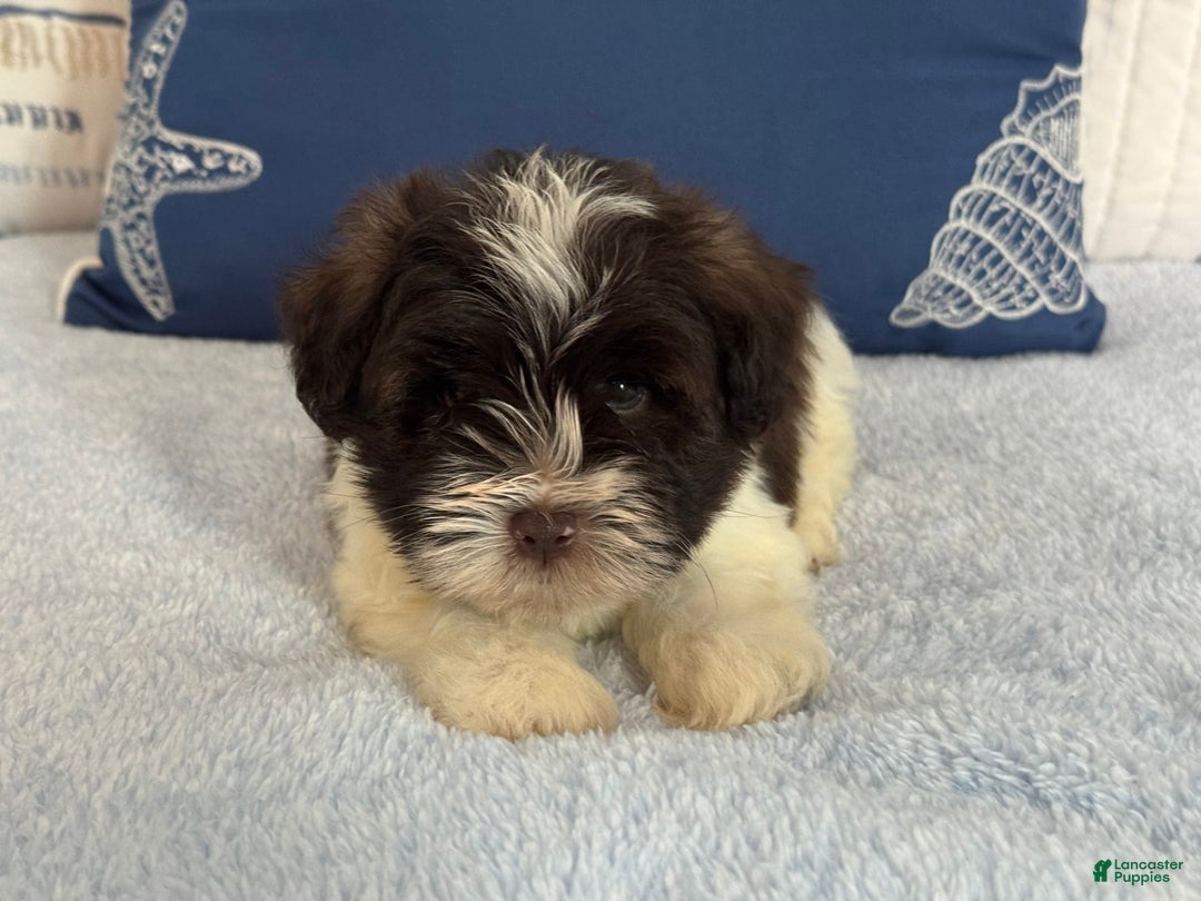 Miniature Schnauzer dogs for sale: Fancy Male 3 Akc Liver Parti - Image 4