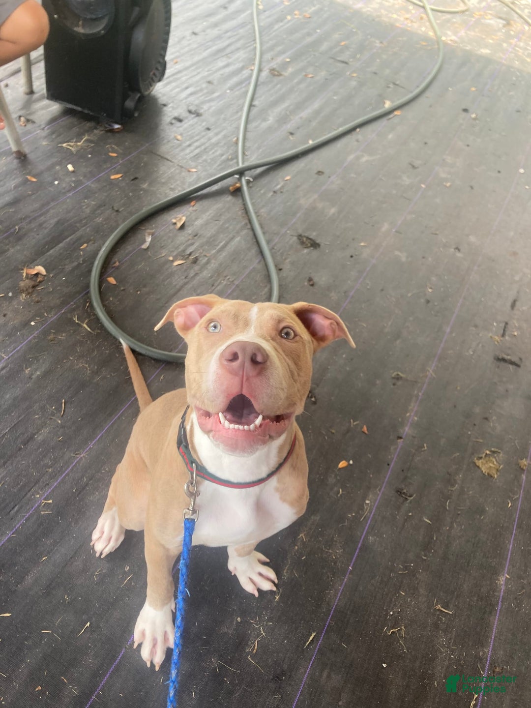 American Pit Bull Terrier dogs for sale: Kilo Jr - Image 3