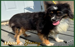 Australian Shepherd dogs for sale: Snickers Mini - Image 5
