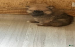 Pomeranian dogs for sale: Baxter - Image 5