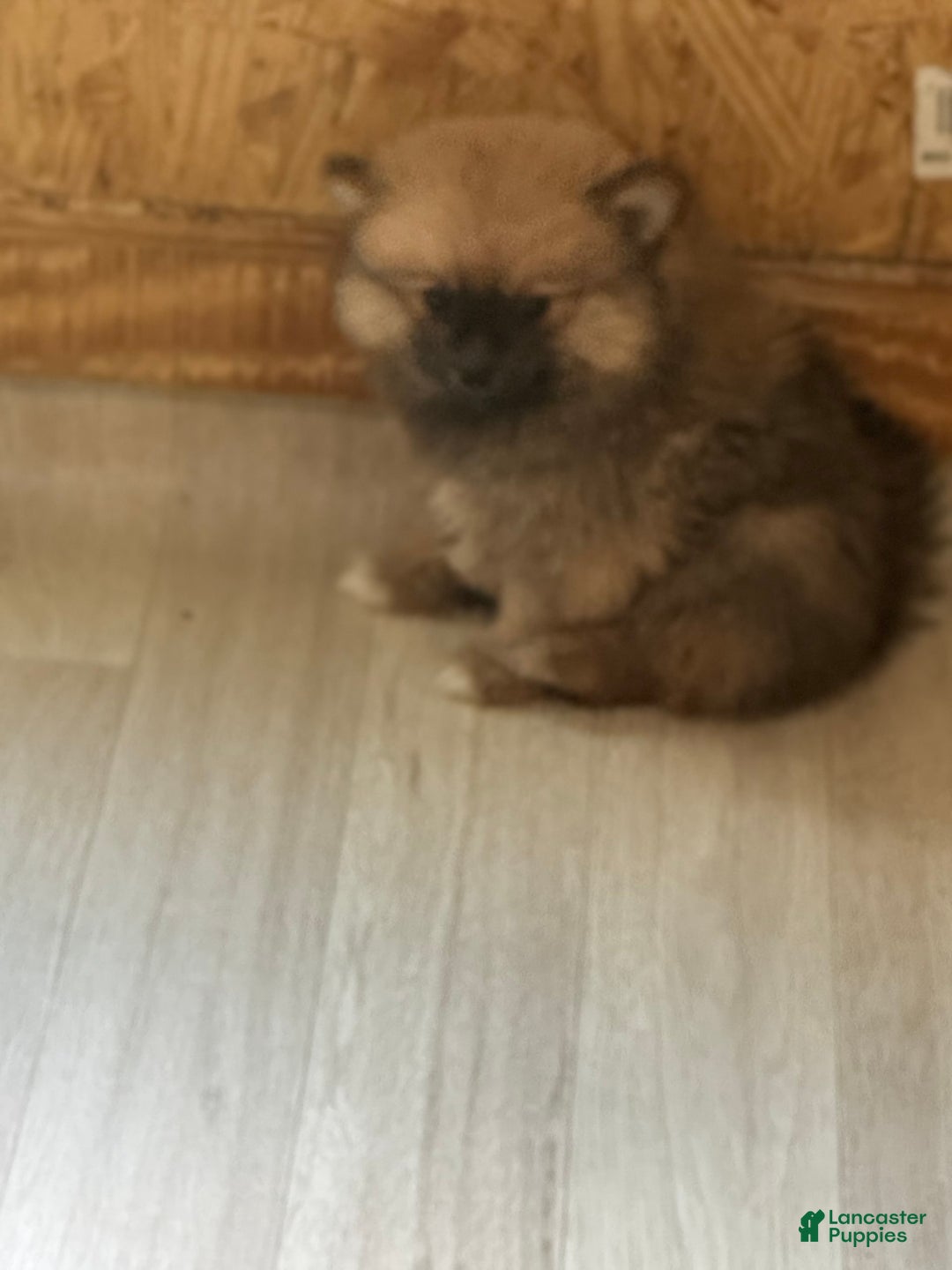 Pomeranian dogs for sale: Baxter - Image 5