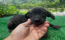 Cane Corso dogs for sale: Iccf Ozzy - Image 1