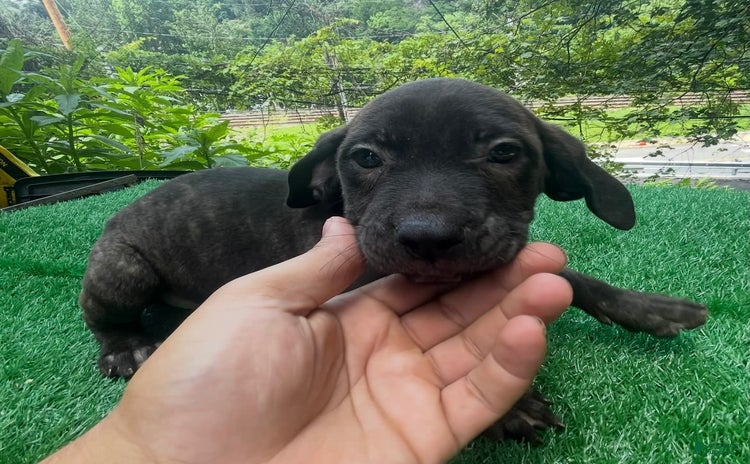 Cane Corso dogs for sale - Ad 3