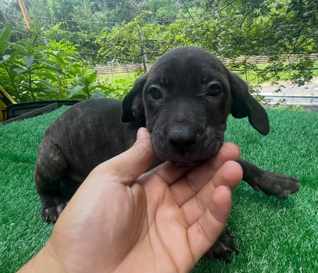 Cane Corso dogs for sale: Iccf Ozzy - Image 1