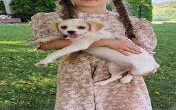Forever dogs for sale: Quick Deer - Image 2