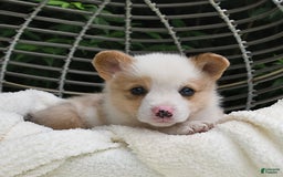 Welsh Corgi Pembroke dogs for sale: Thorne - Image 15