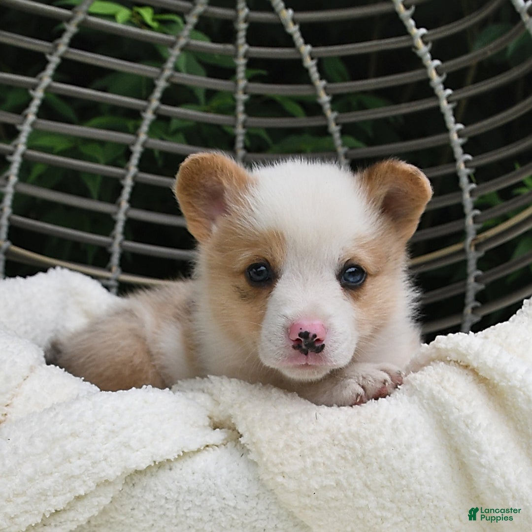 Welsh Corgi Pembroke dogs for sale: Thorne - Image 15