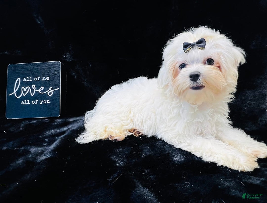 Maltese dogs for sale: Emmas Girl - Image 5