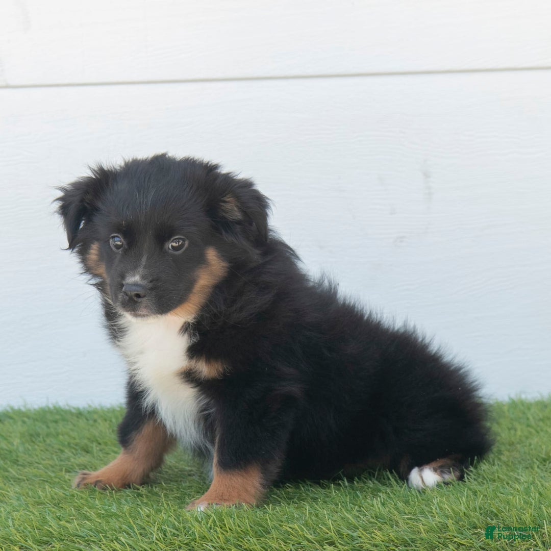 Australian Shepherd dogs for sale: Lassie - Image 7