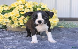 Boston Terrier dogs for sale: Hank - Image 4