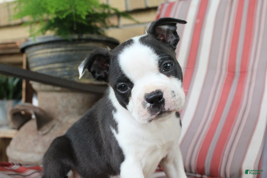 Frenchton dogs for sale: Tundra - Image 1