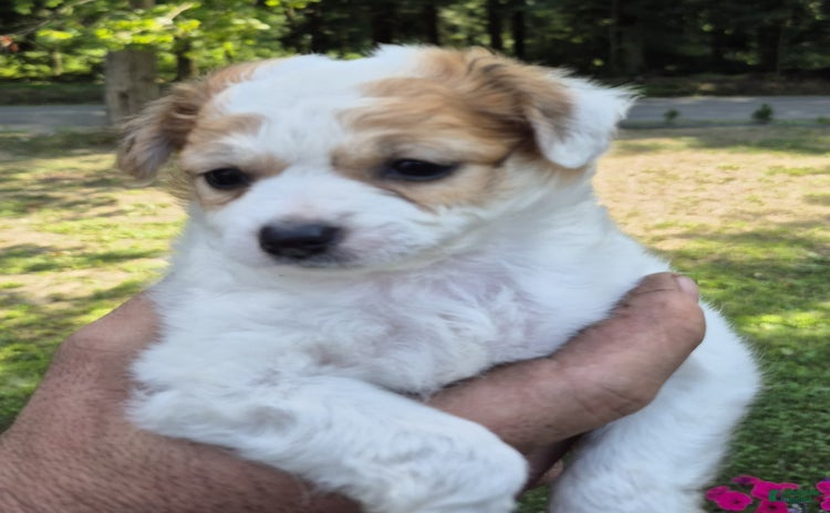 Chihuahua dogs for sale - Ad 1
