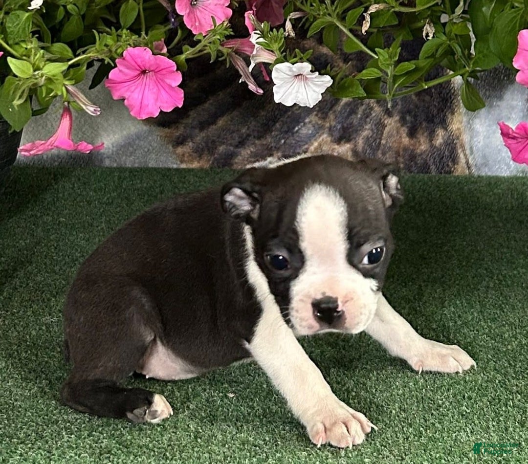 Boston Terrier dogs for sale: Daryl - Image 2