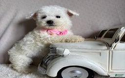 Bichpoo dogs for sale: Gigi - Image 7