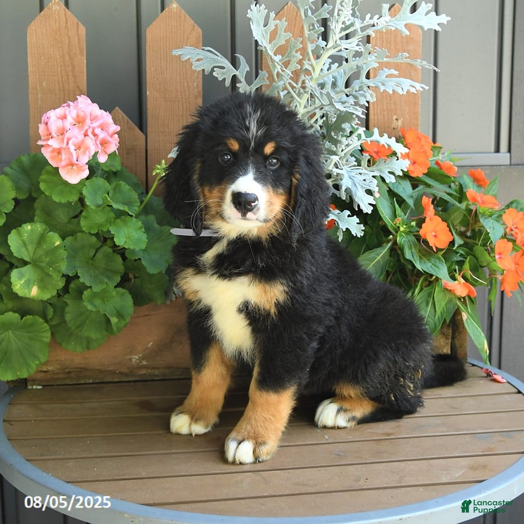 Bernese Mountain Dog dogs for sale: Meadow - Image 5