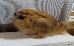 Pomeranian dogs for sale: Sandy - Image 14