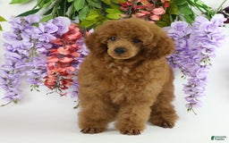 Miniature Poodle dogs for sale: Chase - Image 8