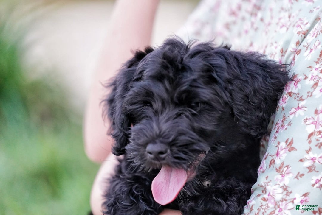 Portuguese Water Dog dogs for sale: Portuguese Water Dog 5 puppies - Image 11
