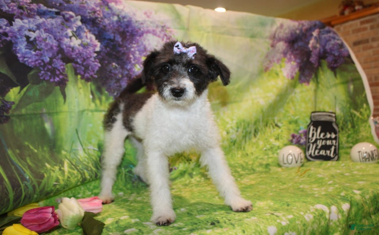  dogs for sale - Ad 3
