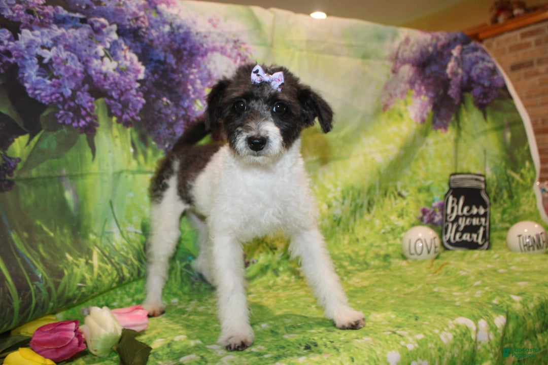  dogs for sale: Lacey - Image 1