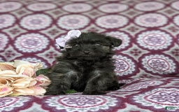 Morkie dogs for sale: Zia Hypoallergenic - Image 4