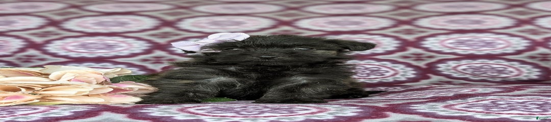 Zia Hypoallergenic
