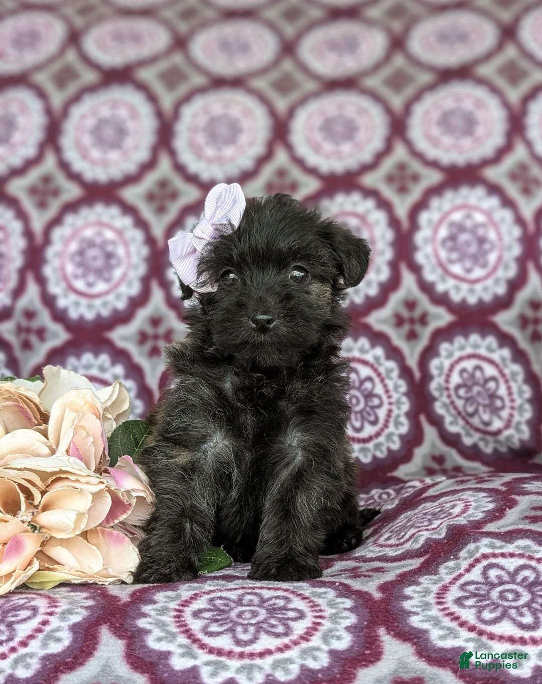 Morkie dogs for sale: Zia Hypoallergenic - Image 4