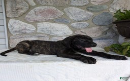 English Mastiff dogs for sale: Berkley - Image 6