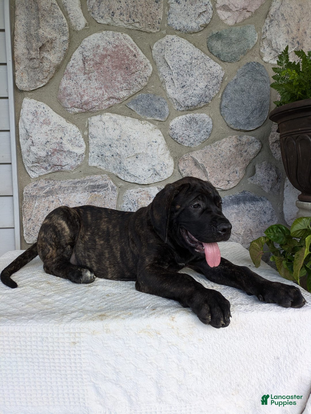 English Mastiff dogs for sale: Berkley - Image 6