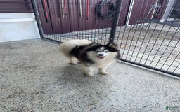 Pomsky dogs for stud: Zion Bartholomew - Image 6