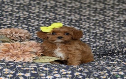Cockapoo dogs for sale: Cassandra Hypoallergenic - Image 3
