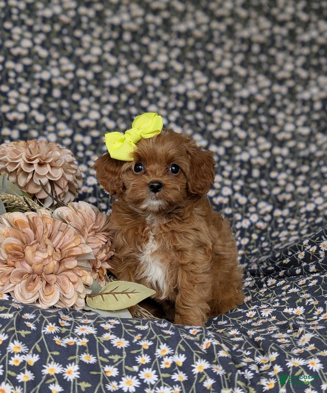 Cockapoo dogs for sale: Cassandra Hypoallergenic - Image 3