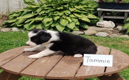 Border Collie dogs for sale: Tammie - Image 2