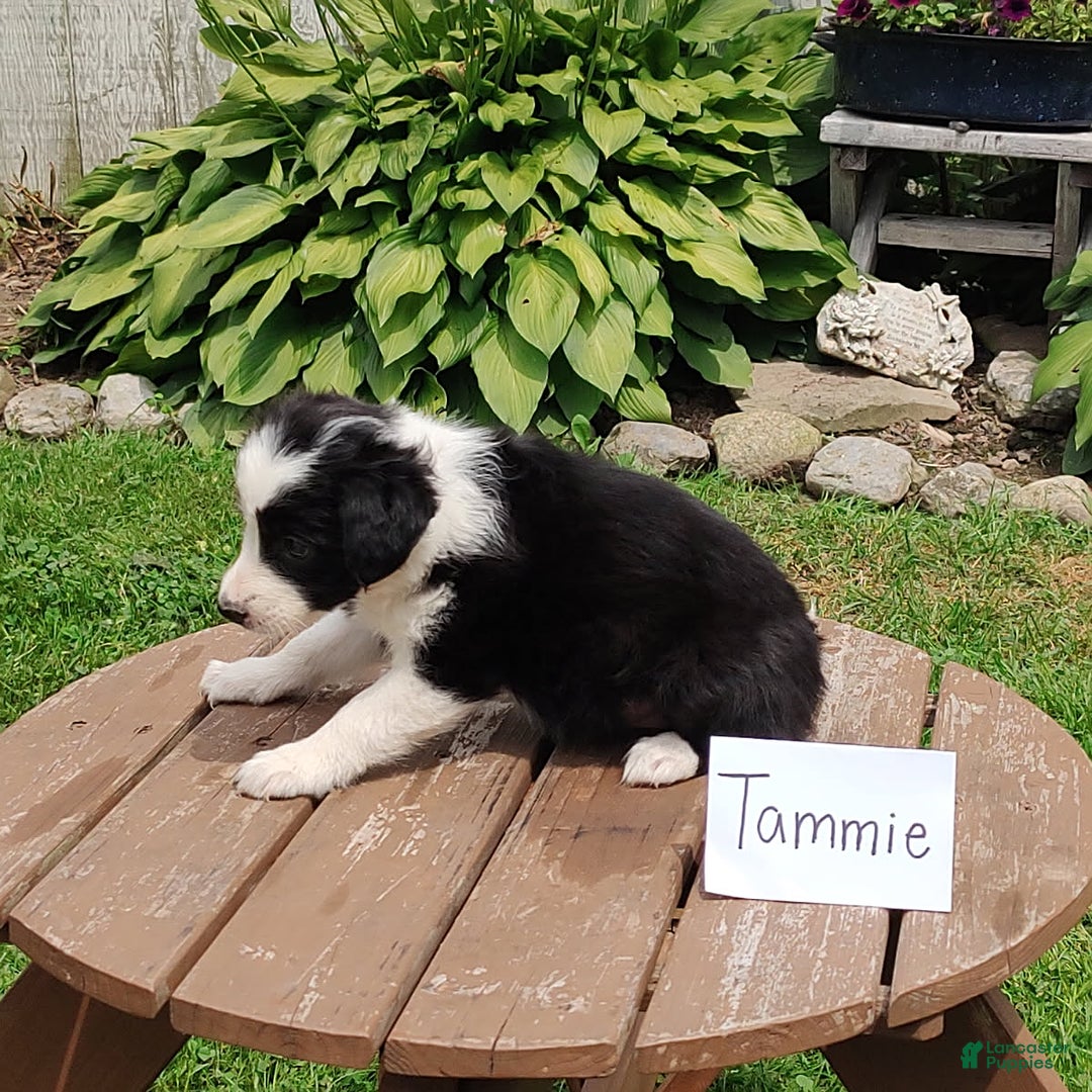 Border Collie dogs for sale: Tammie - Image 2