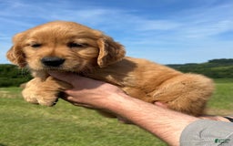 Golden Retriever dogs for sale: Pumpkin - Image 2