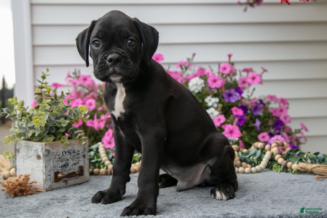 Boxer dogs for sale: Shadow - Image 8