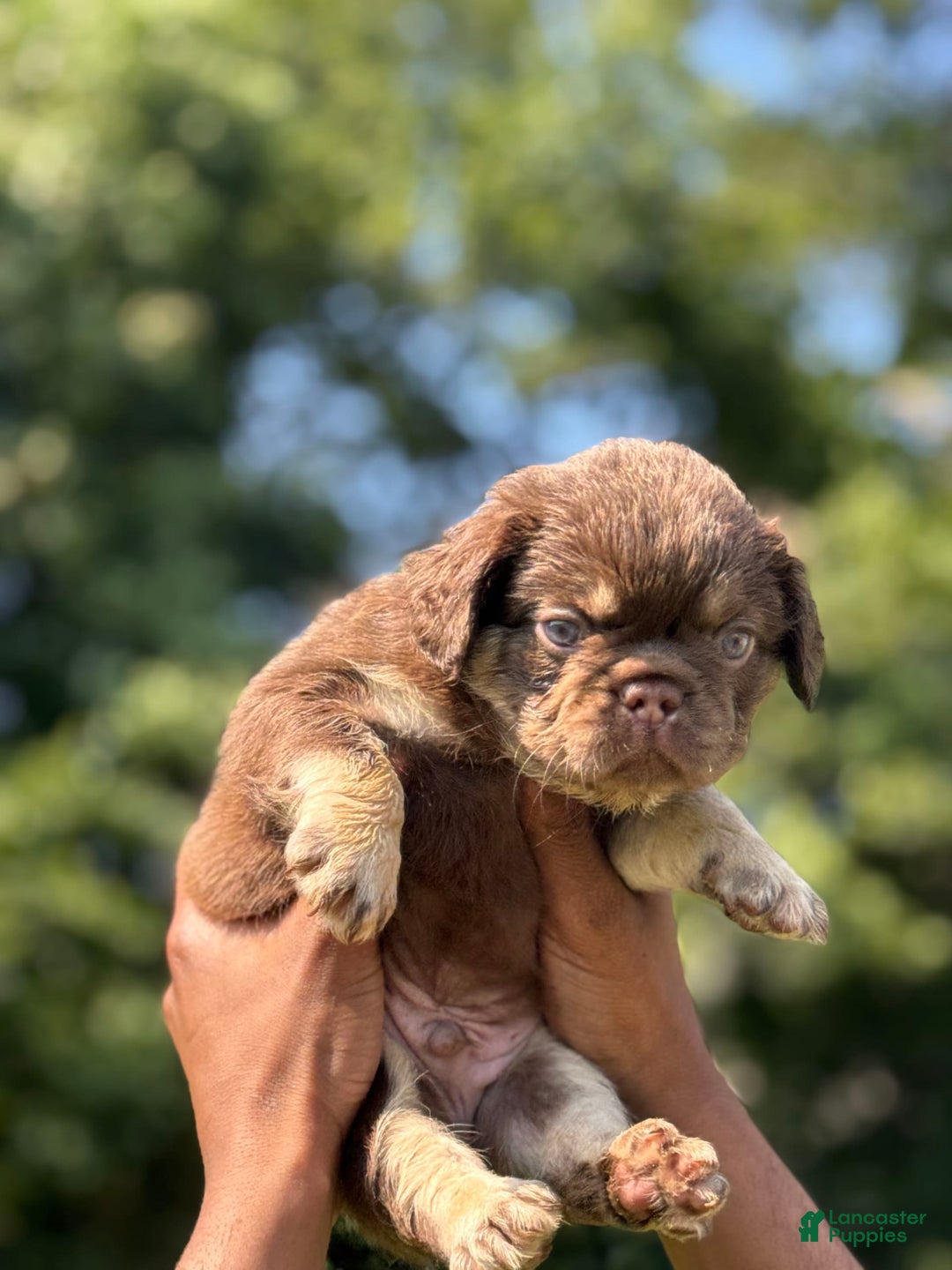 French Bulldog dogs for sale: Ted - Image 4