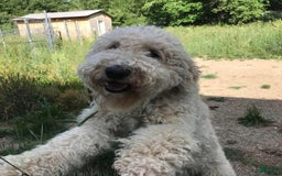 Standard Poodle dogs for sale: Riley James - Image 3