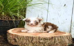 Miniature Australian Shepherd dogs for sale: Chief - Image 6