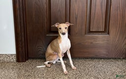 Italian Greyhound dogs for sale: Gordie - Image 13