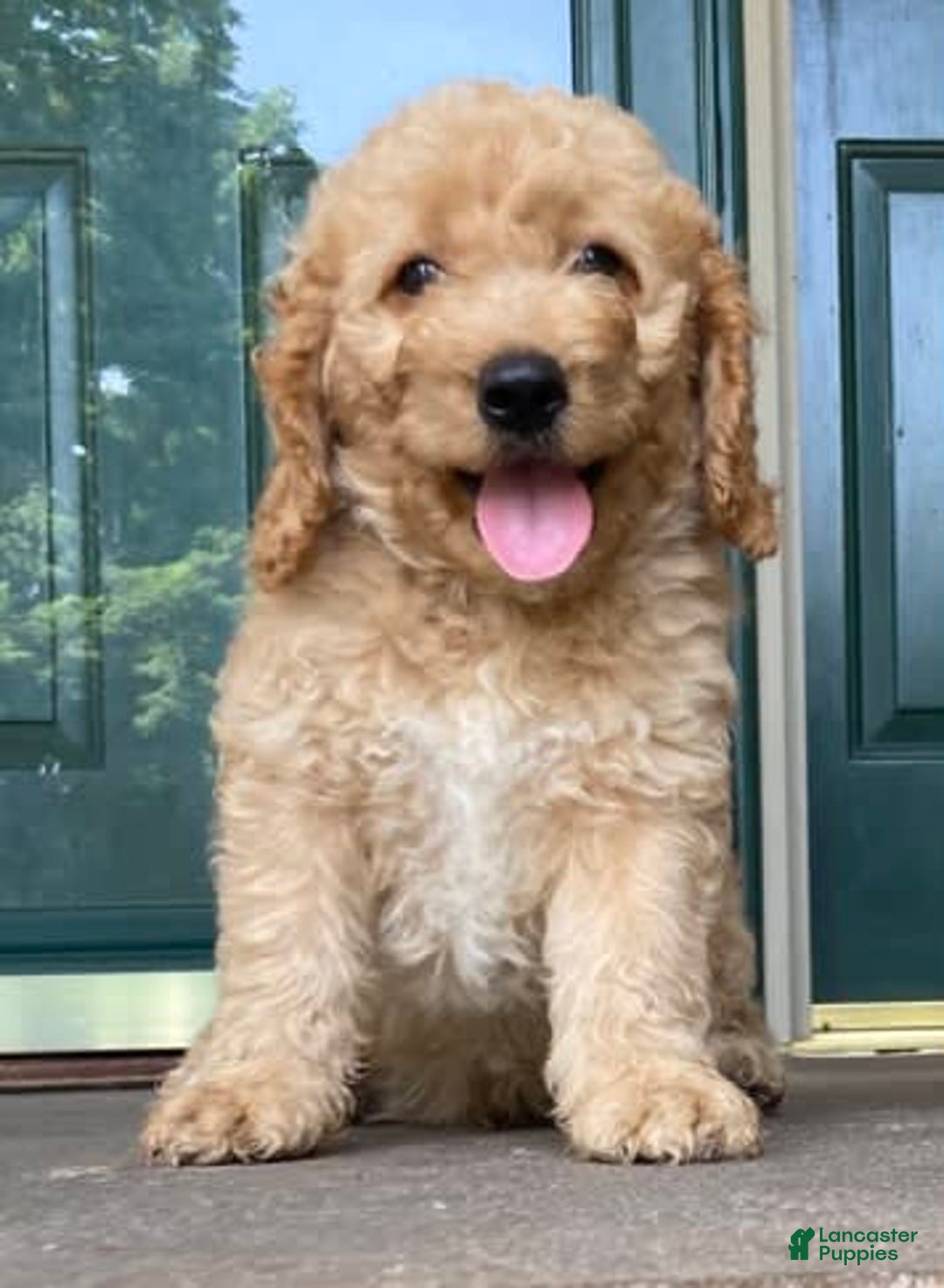 Labradoodle dogs for sale: Rusty - Image 8